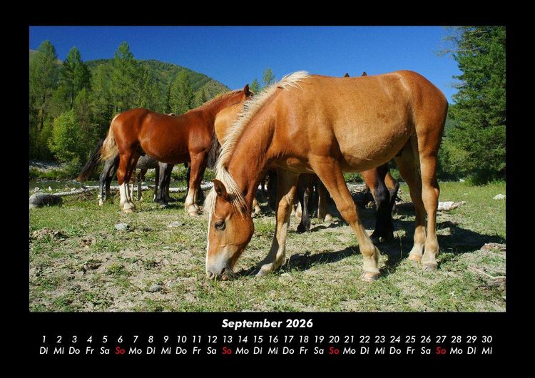 Produktbild: Pferdetraum 2026 Fotokalender DIN A3