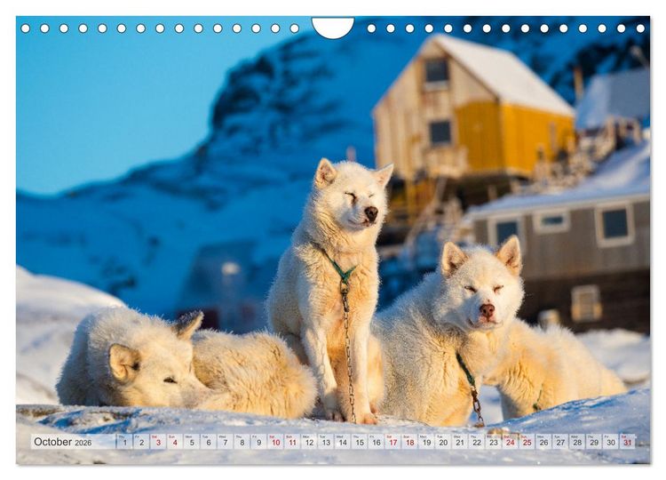 Produktbild: Greenland Dog - The Sled Dogs of Northern Greenland (Wall Calendar 2026 DIN A4 landscape), CALVENDO 12 Month Wall Calendar