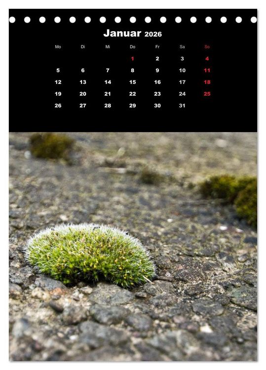Produktbild: Die Welt der Moose. Ein Blick nach unten (Tischkalender 2026 DIN A5 hoch), CALVENDO Monatskalender