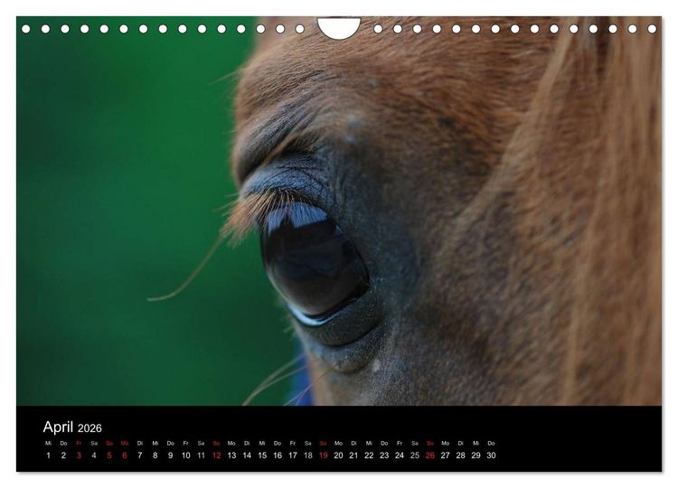 Produktbild: Pferdekalender (Wandkalender 2026 DIN A4 quer), CALVENDO Monatskalender
