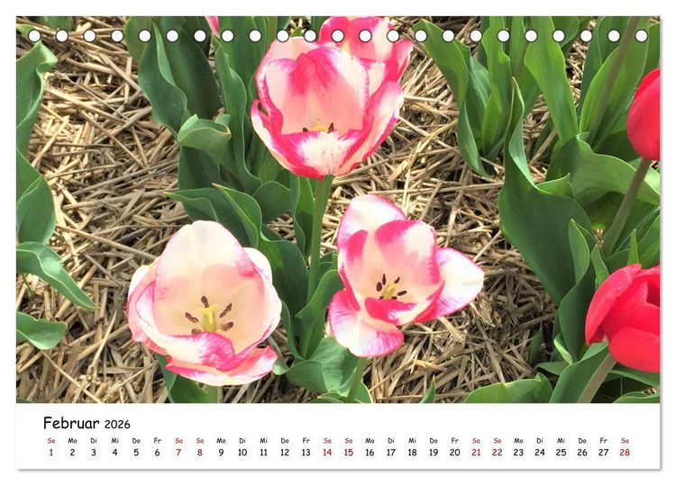 Produktbild: Tulpenbl&uuml;te in Flevoland 2026 (Tischkalender 2026 DIN A5 quer), CALVENDO Monatskalender