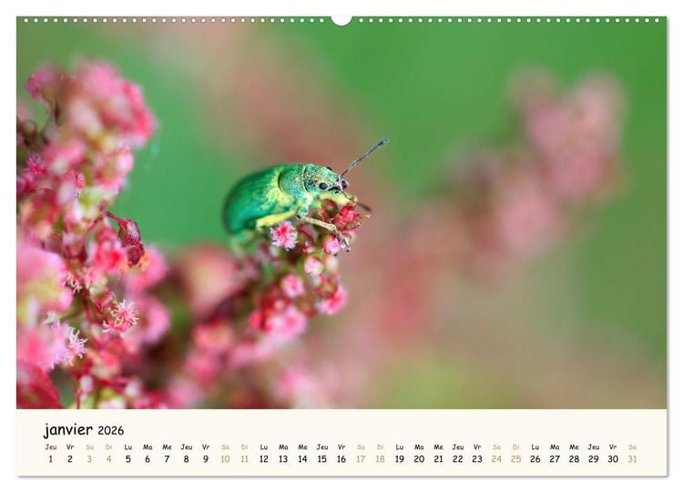Produktbild: Nos amis les insectes (Calendrier mural 2026 DIN A2 vertical), CALVENDO calendrier mensuel