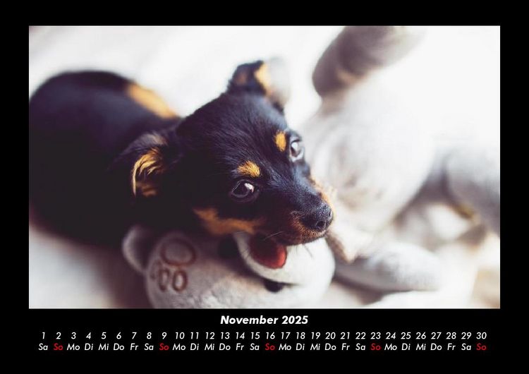 Produktbild: Welpen 2025 Fotokalender DIN A3