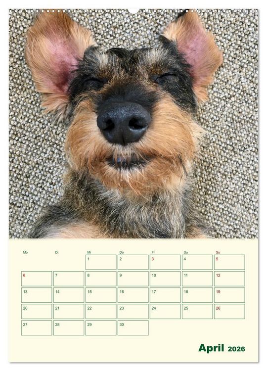 Produktbild: Schorschi &ndash; Ein Jahr mit dem bayrischen Rauhhaardackel (hochwertiger Premium Wandkalender 2026 DIN A2 hoch), Kunstdruck in Hochglanz