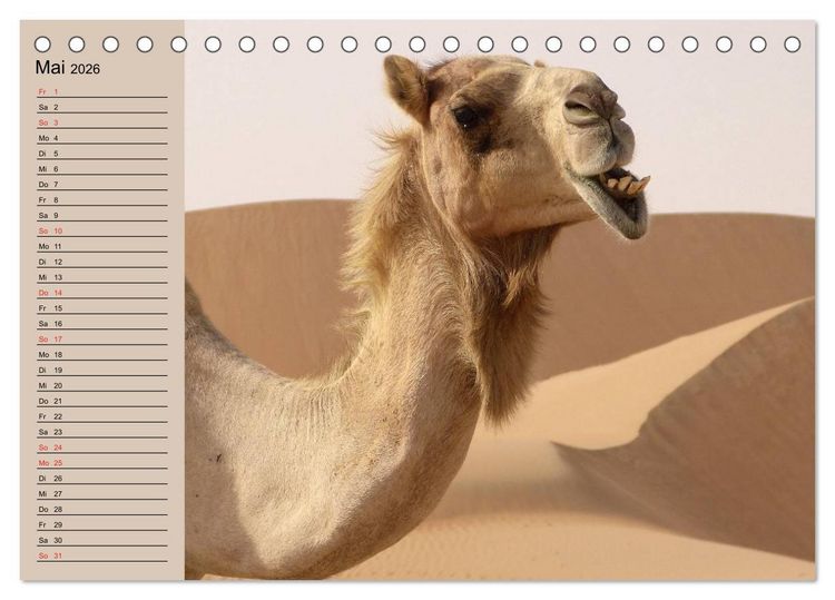 Produktbild: Kamele in der W&uuml;stensonne (Tischkalender 2026 DIN A5 quer), CALVENDO Monatskalender