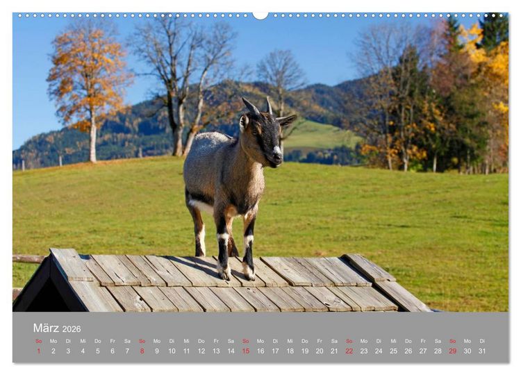 Produktbild: Wir sind die Stars am Bauernhof (hochwertiger Premium Wandkalender 2026 DIN A2 quer), Kunstdruck in Hochglanz