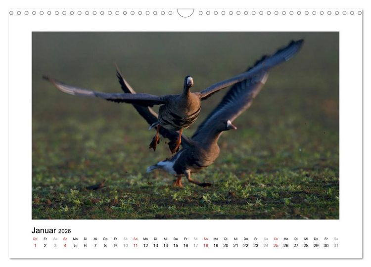 Produktbild: Geschnatter - Enten und G&auml;nse in Deutschland (Wandkalender 2026 DIN A3 quer), CALVENDO Monatskalender