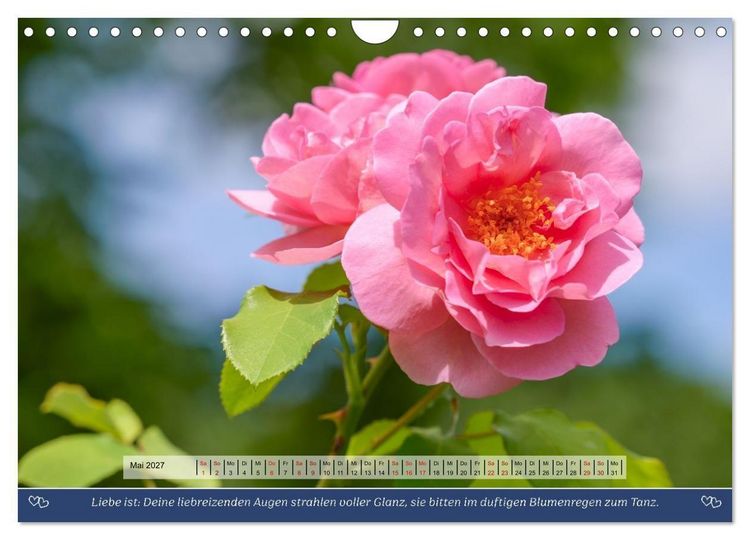 Produktbild: Rosen, Liebe ist (Wandkalender 2027 DIN A4 quer), CALVENDO Monatskalender