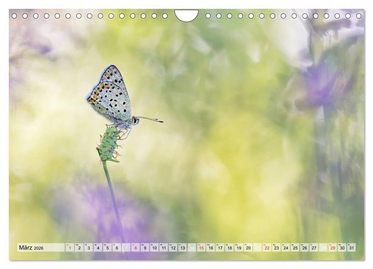 Produktbild: Magie der Schmetterlinge (Wandkalender 2026 DIN A4 quer), CALVENDO Monatskalender
