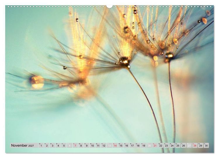 Produktbild: PusteblumenZauber (Wandkalender 2027 DIN A2 quer), CALVENDO Monatskalender