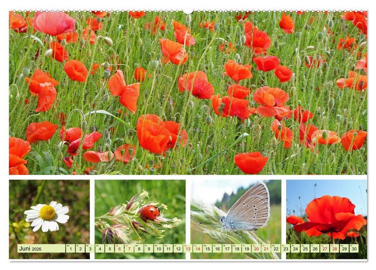 Produktbild: Bl&uuml;tenmeer am Wegesrand (hochwertiger Premium Wandkalender 2026 DIN A2 quer), Kunstdruck in Hochglanz