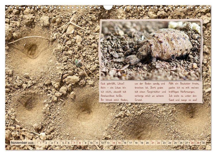 Produktbild: GEOclick Lernkalender: Insekten (Wandkalender 2026 DIN A3 quer), CALVENDO Monatskalender