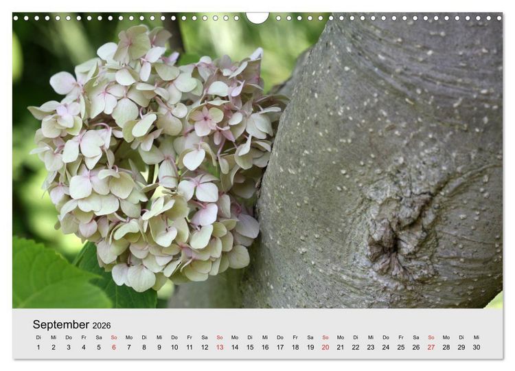 Produktbild: Hortensien Bl&uuml;hen und Vergehen (Wandkalender 2026 DIN A3 quer), CALVENDO Monatskalender