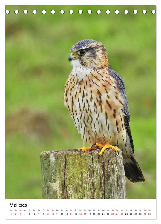 Produktbild: Adler, Eule und Co - Gefiederte J&auml;ger im Portrait (Tischkalender 2026 DIN A5 hoch), CALVENDO Monatskalender