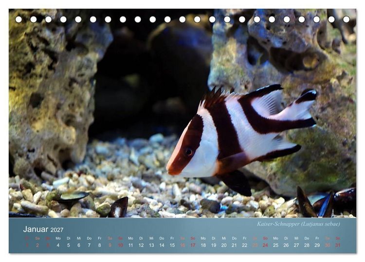 Produktbild: Bunte Riffbewohner - Fische, Anemonen und noch viel mehr (Tischkalender 2027 DIN A5 quer), CALVENDO Monatskalender