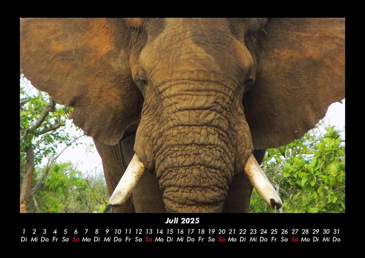Produktbild: Elefanten - Die sanften Riesen Afrikas 2025 Fotokalender DIN A3