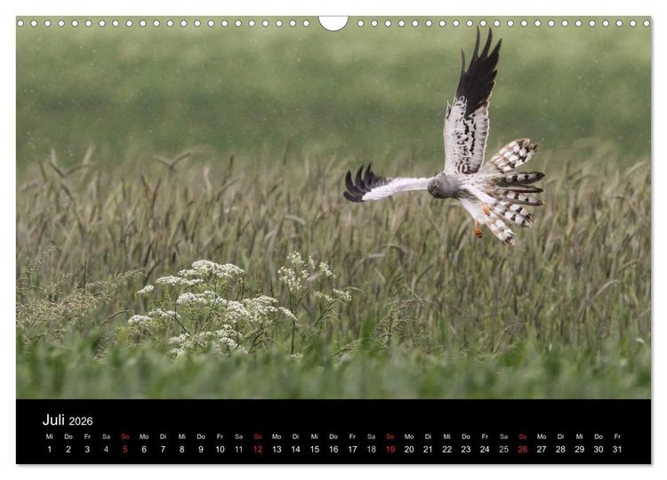 Produktbild: Wiesenweihen in Deutschland (Wandkalender 2026 DIN A3 quer), CALVENDO Monatskalender