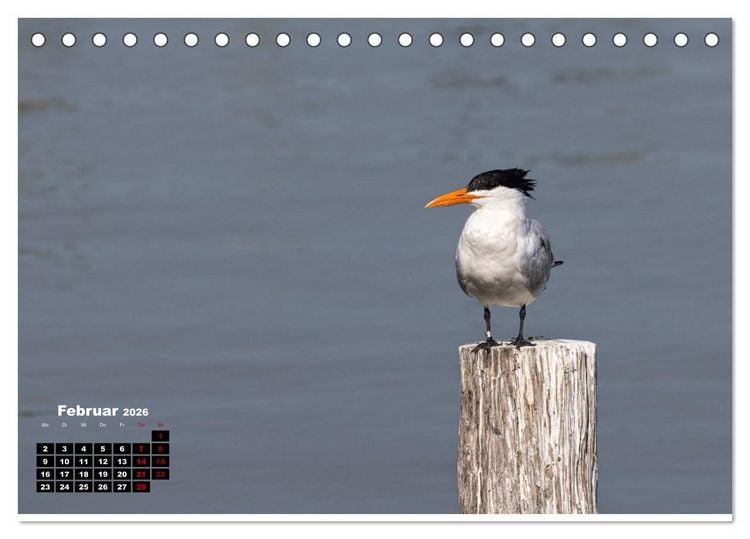 Produktbild: Floridas wunderbare Vogelwelt (Tischkalender 2026 DIN A5 quer), CALVENDO Monatskalender