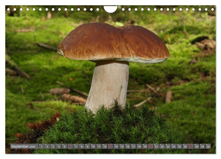 Produktbild: PILZE IM WALD (Wandkalender 2026 DIN A4 quer), CALVENDO Monatskalender