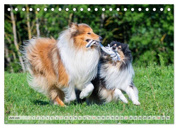 Produktbild: Collie - Das Gl&uuml;ck hat 4 Pfoten (Tischkalender 2026 DIN A5 quer), CALVENDO Monatskalender