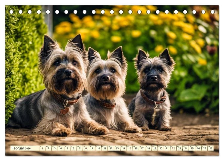 Produktbild: Cairn Terrier - lustiges Raubein aus Schottland (Tischkalender 2026 DIN A5 quer), CALVENDO Monatskalender