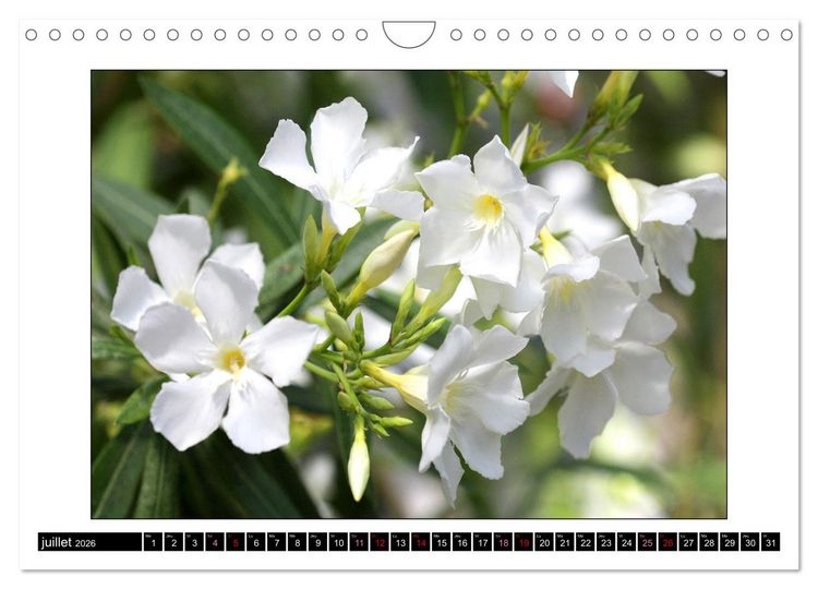 Produktbild: Charmantes fleurs blanches (Calendrier mural 2026 DIN A4 vertical), CALVENDO calendrier mensuel