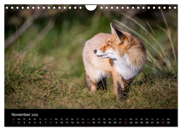 Produktbild: Rotf&uuml;chse (Wandkalender 2026 DIN A4 quer), CALVENDO Monatskalender