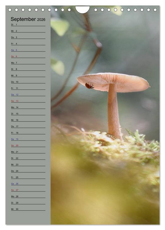 Produktbild: Pastell-Zauber (Wandkalender 2026 DIN A4 hoch), CALVENDO Monatskalender