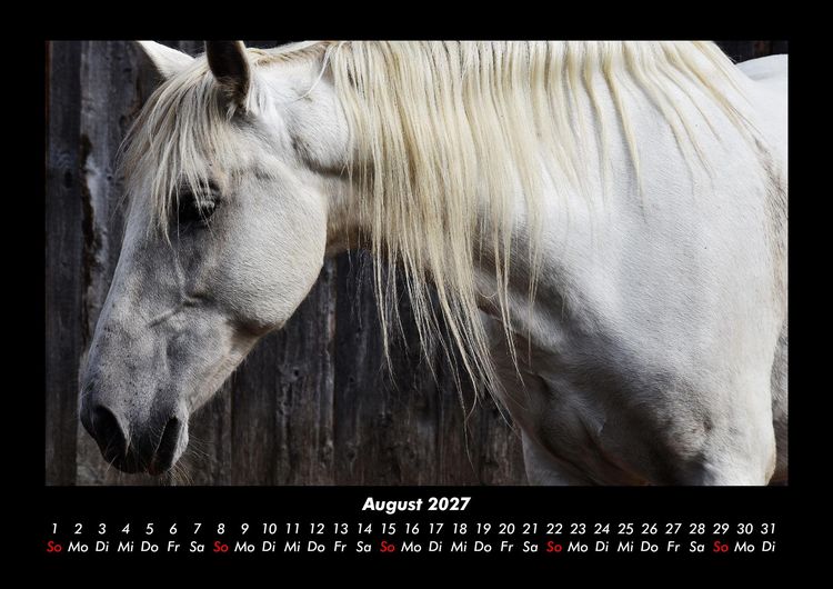 Produktbild: Pferdegefl&uuml;ster 2027 Fotokalender DIN A3