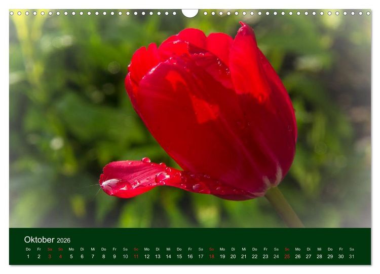Produktbild: Blumen und Bl&uuml;ten (Wandkalender 2026 DIN A3 quer), CALVENDO Monatskalender