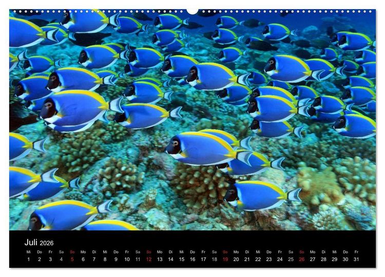 Produktbild: Magische Unterwasserwelten (Wandkalender 2026 DIN A2 quer), CALVENDO Monatskalender