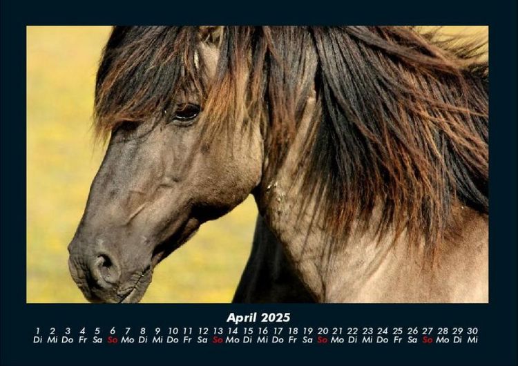 Produktbild: Pferdetraum 2025 Fotokalender DIN A4
