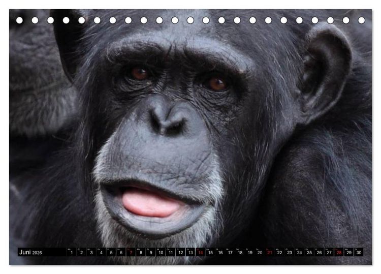 Produktbild: Schimpansen (Tischkalender 2026 DIN A5 quer), CALVENDO Monatskalender