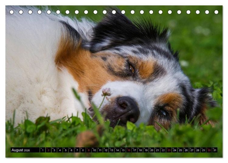 Produktbild: Bekannt wie ein bunter Hund. Australian Shepherd (Tischkalender 2026 DIN A5 quer), CALVENDO Monatskalender