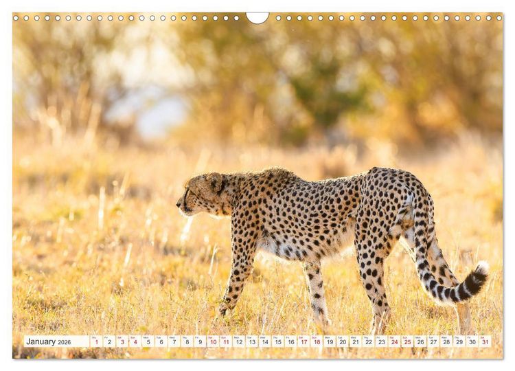 Produktbild: African Cats in impressive portraits (Wall Calendar 2026 DIN A3 landscape), CALVENDO 12 Month Wall Calendar