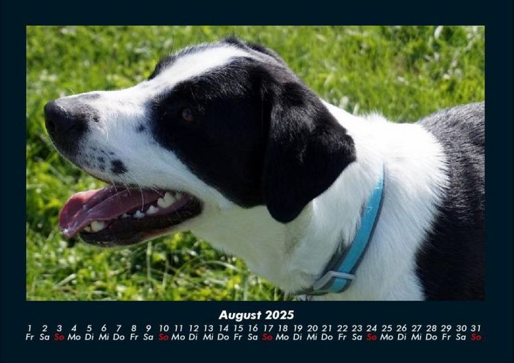 Produktbild: Hundezauber 2025 Fotokalender DIN A4