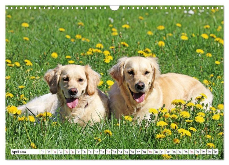 Produktbild: Golden Retriever ein treuer Begleiter (Wandkalender 2026 DIN A3 quer), CALVENDO Monatskalender