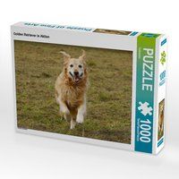Produktbild: CALVENDO Puzzle Golden Retriever in Aktion 1000 Teile Lege-Gr&ouml;&szlig;e 64 x 48 cm Foto-Puzzle Bild von Kattobello