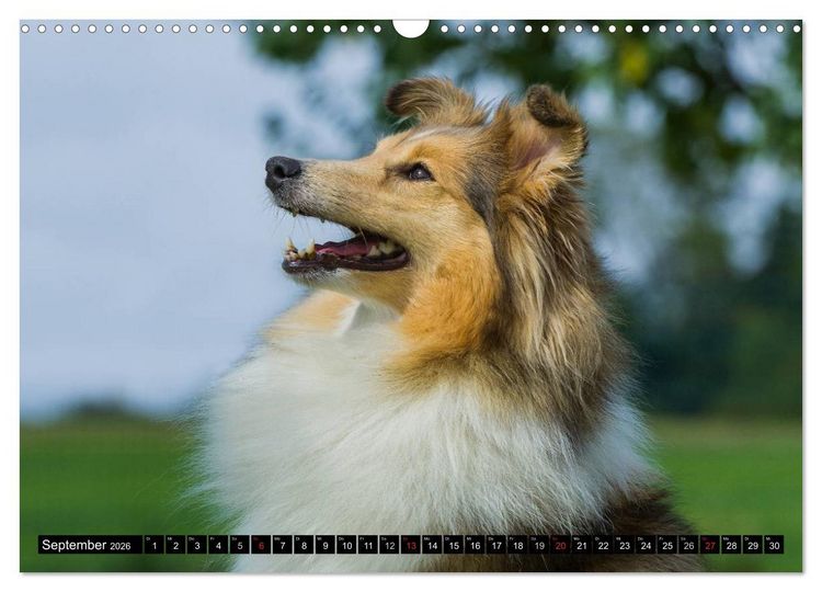 Produktbild: Traumhund Sheltie (Wandkalender 2026 DIN A3 quer), CALVENDO Monatskalender