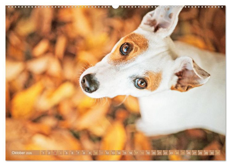 Produktbild: Jack Russell Terrier: flink und verspielt (Wandkalender 2026 DIN A2 quer), CALVENDO Monatskalender