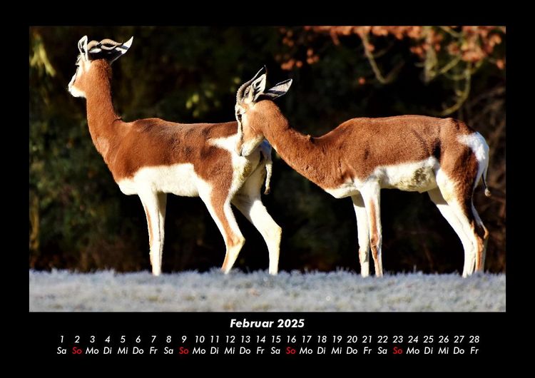 Produktbild: Tiere in der Wildnis 2025 Fotokalender DIN A3