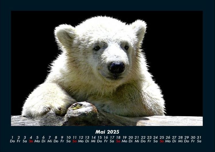 Produktbild: Pinguine & Eisb&auml;ren 2025 Fotokalender DIN A4