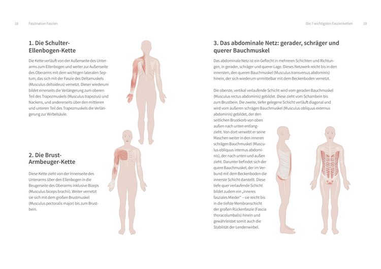Produktbild: Training f&uuml;r die Faszien - Die Erfolgsformel f&uuml;r ein straffes Bindegewebe