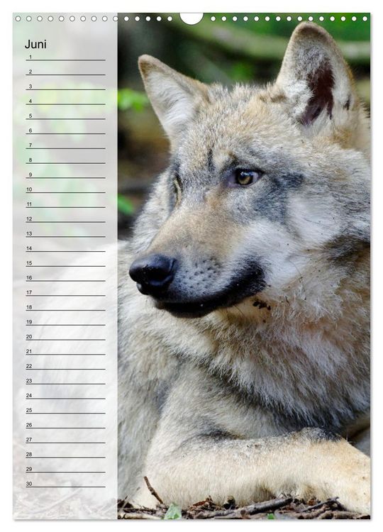 Produktbild: Der Wolf - Isegrim in den heimischen W&auml;ldern - Kalender 2026 (Wandkalender 2026 DIN A3 hoch), CALVENDO Monatskalender