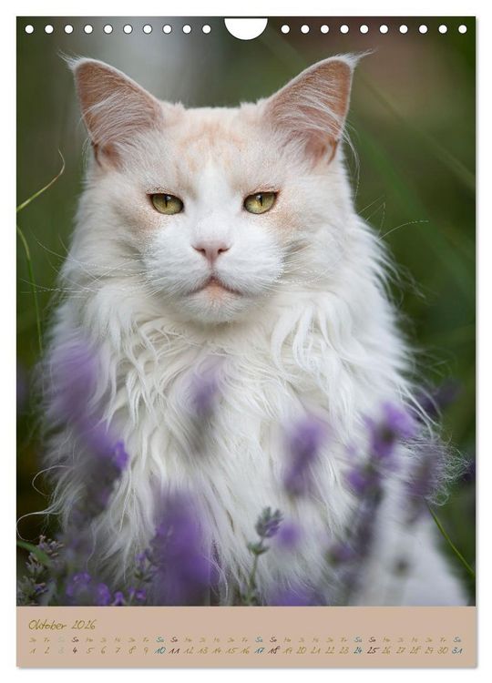 Produktbild: Pl&uuml;schige Katzen im Garten (Wandkalender 2026 DIN A4 hoch), CALVENDO Monatskalender