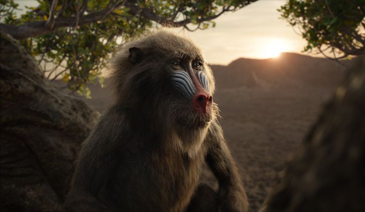 Produktbild: Der K&ouml;nig der L&ouml;wen