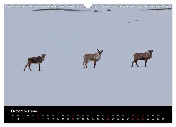 Produktbild: Tierkalender 2026 (Wandkalender 2026 DIN A3 quer), CALVENDO Monatskalender