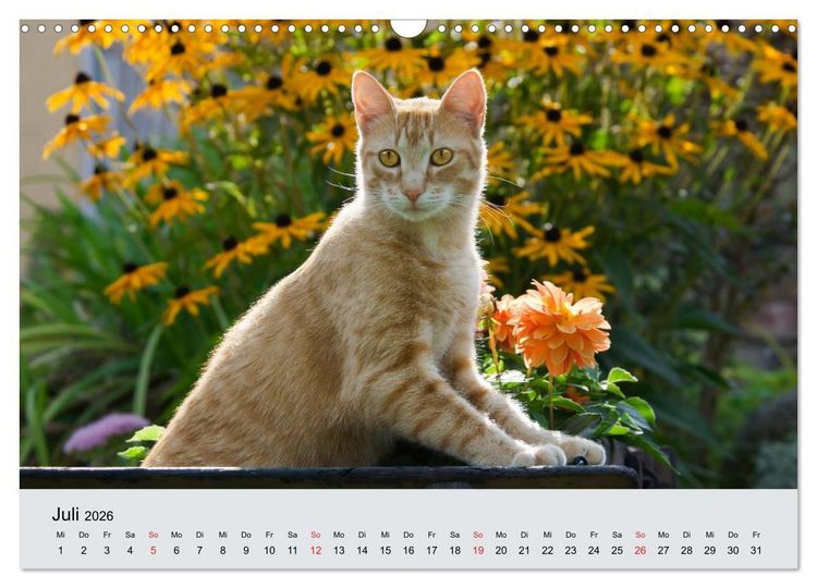 Produktbild: Katzen im Garten (Wandkalender 2026 DIN A3 quer), CALVENDO Monatskalender