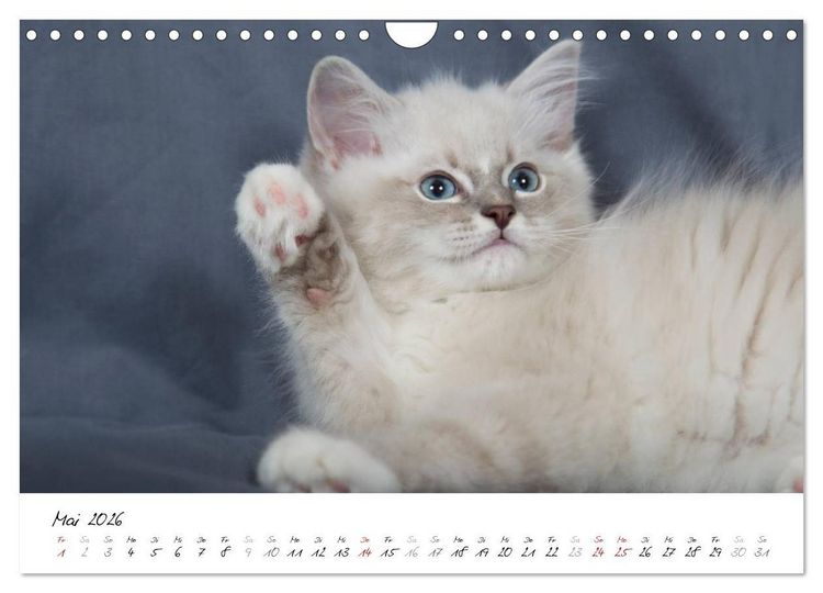 Produktbild: Ragdoll Kitten (Wandkalender 2026 DIN A4 quer), CALVENDO Monatskalender