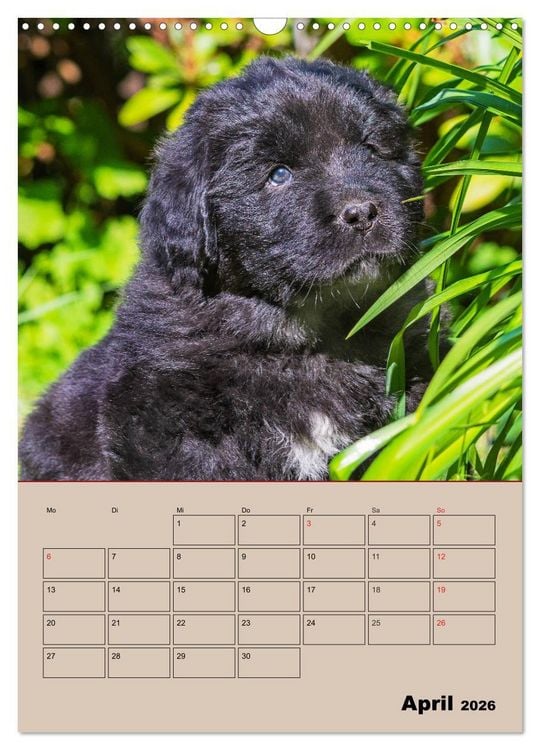 Produktbild: Familienplaner Neufundl&auml;nder Welpen (Wandkalender 2026 DIN A3 hoch), CALVENDO Monatskalender